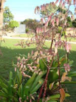 /album/galeria-de-fotos/boca%20de%20le%c3%a3o-jpg/